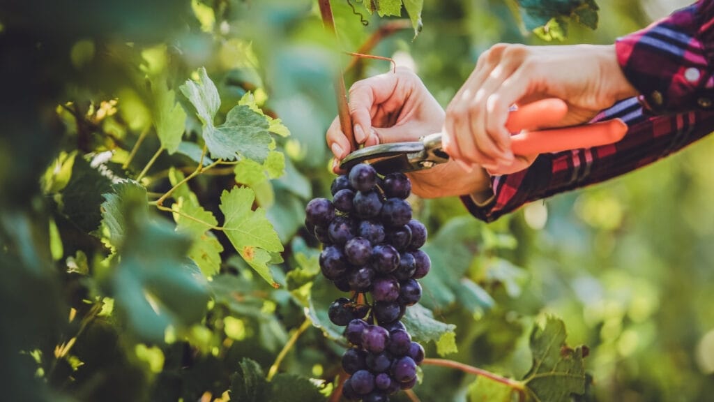 cortando uva na colheita